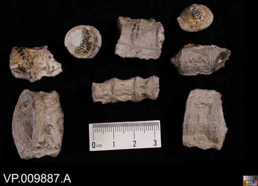 undet. Actinopterygii