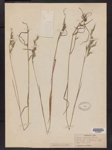 Bromus commutatus