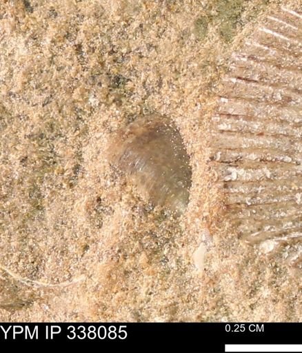 undet. Bivalvia