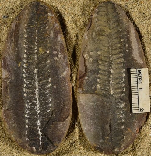 Pecopteris