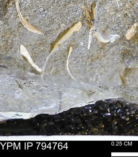 undet. Bivalvia