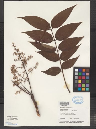 Ailanthus altissima