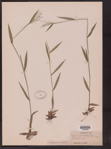 Panicum tennesseense