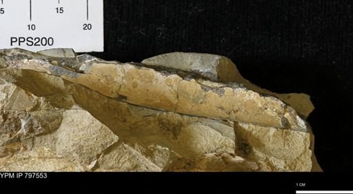 Baculites sp.