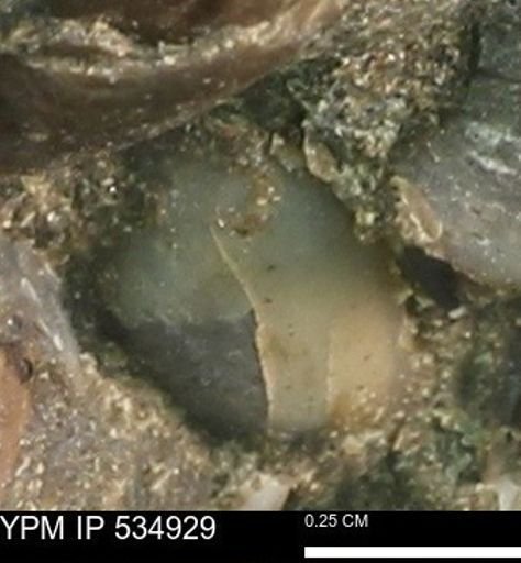 Protocardia?