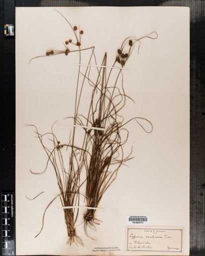 Cyperus ovularis
