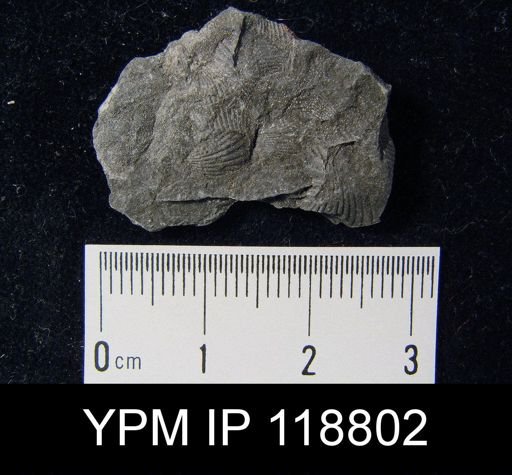Camarotoechia rossbrookensis