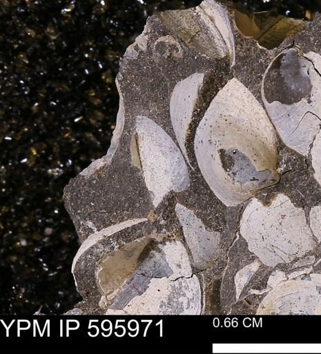 Protocardia sp.