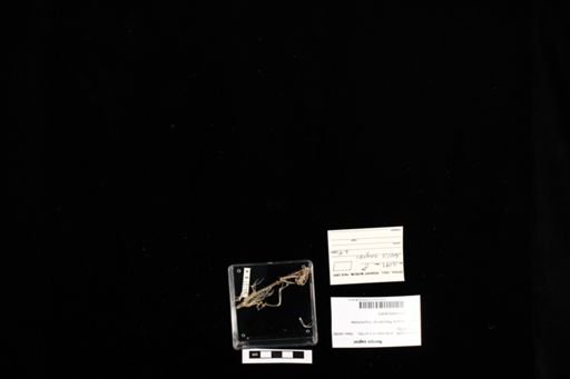 Norops sagrei