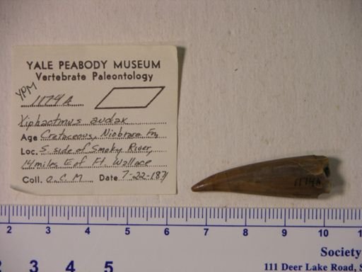 Xiphactinus audax