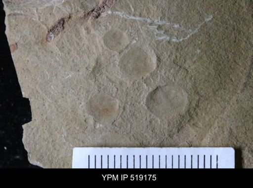 undet. Brachiopoda
