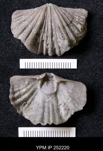 Platystrophia laticosta