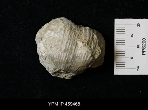 Dictyoclostus portlockianus crassicostatus