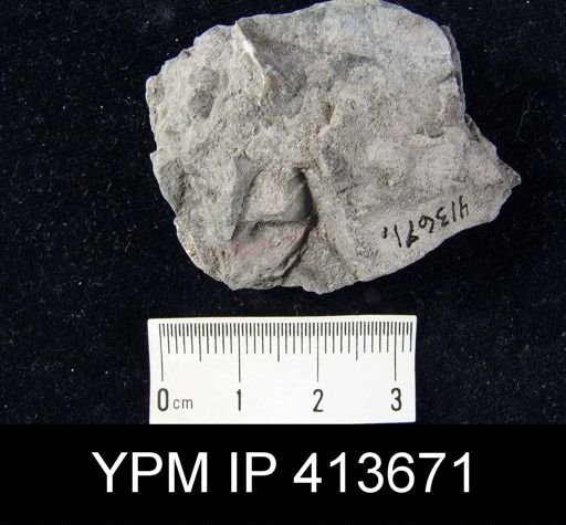 Spirifer cameratus