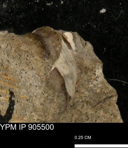 undet. Mollusca