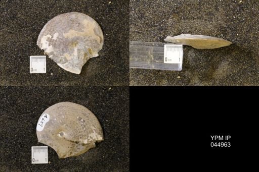 Sphenodiscus lenticularis