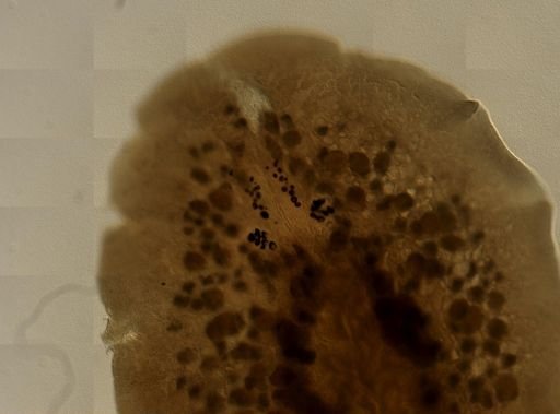 Pleioplana atomata