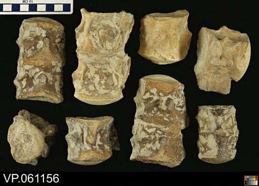 undet. Mosasauridae