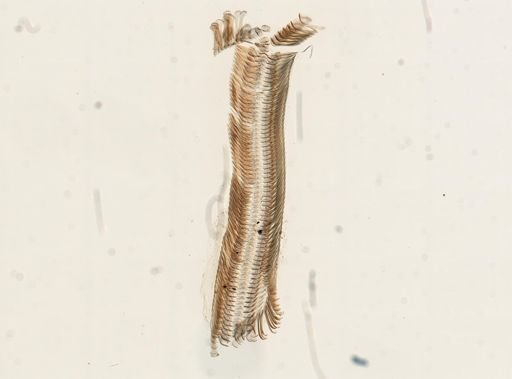 Elimia virginica