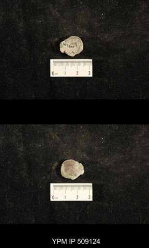 Paraliospira helena