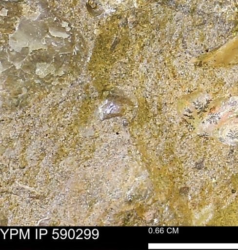 undet. Mollusca