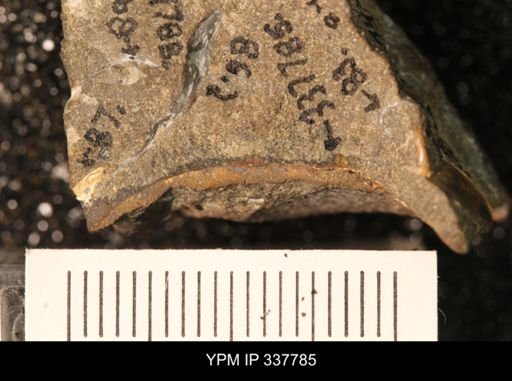 taxon undetermined