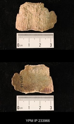 Dictyoclostus americanus