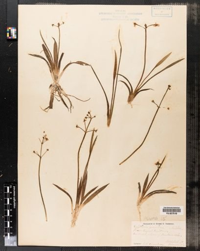 Sagittaria graminea