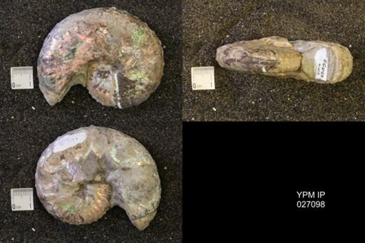 Discoscaphites conradi