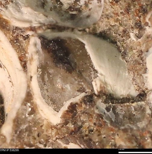 Corbulamella gregaria