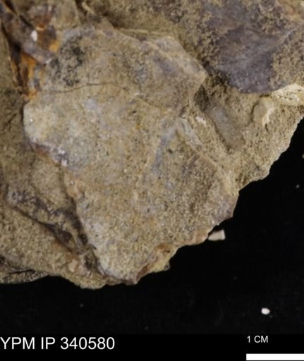 Ostrea glabra