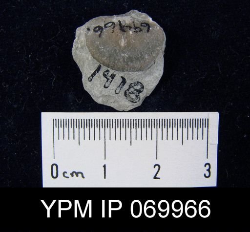 Leptaena vaurealensis