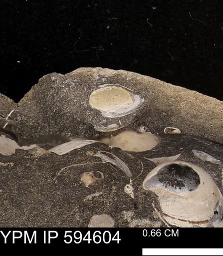 Protocardia sp.