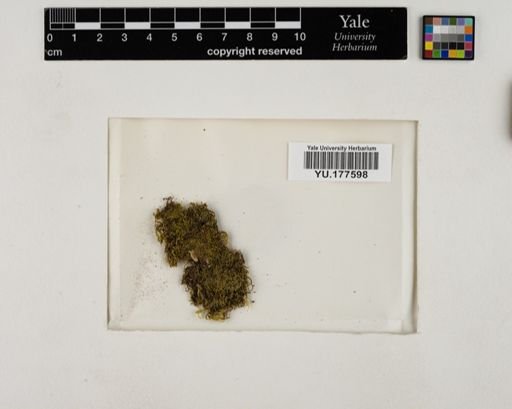 Plantae