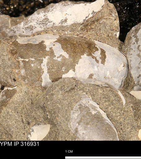 Phelopteria