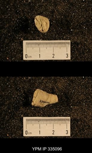 Lophophyllum profundum
