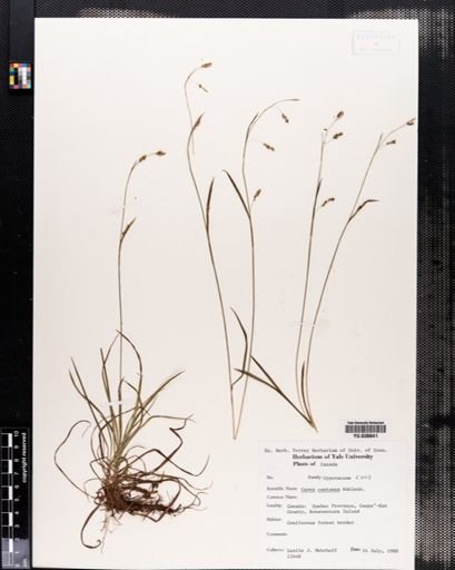 Carex