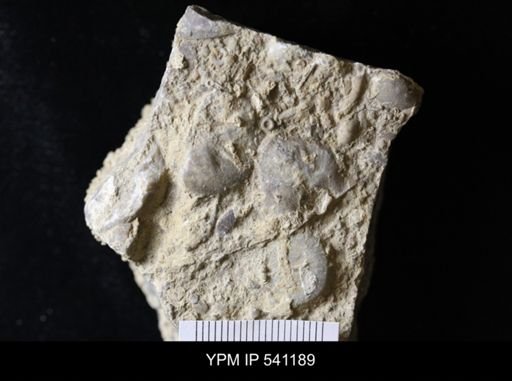 Strophomena sp.