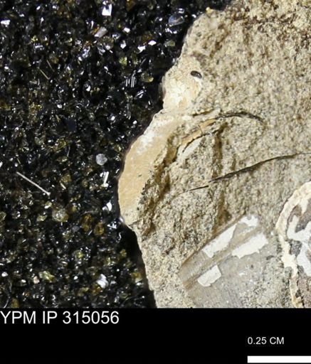 undet. Scaphitidae