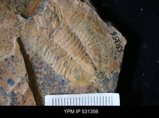 Asaphellus?