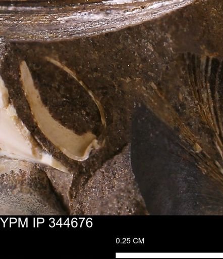 undet. Bivalvia