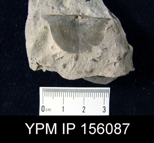 Strophoprion laurentinus?