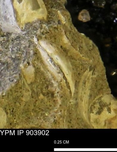 undet. Bivalvia
