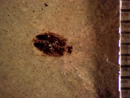 undet. Coleoptera