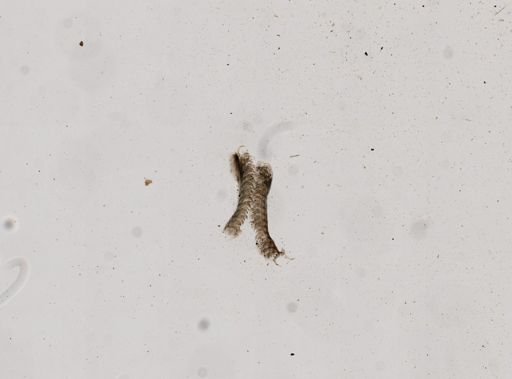 Somatogyrus integra