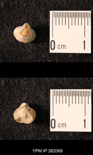 Ambocoelia planoconvexa