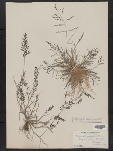 Eragrostis pilosa