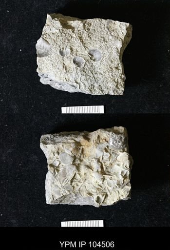 Chasmops anticostiensis
