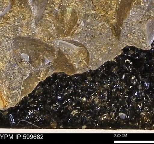 Protocardia subquadrata