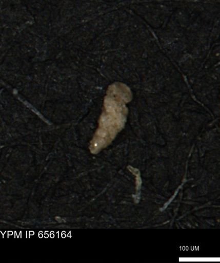 Verneuilina canadensis